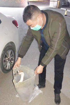 两只大雁受伤坠落  幸获安居煤矿职工及时救助